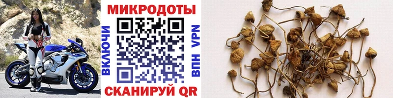 Купить где  Злынка  Галлюциногенные грибы мицелий 